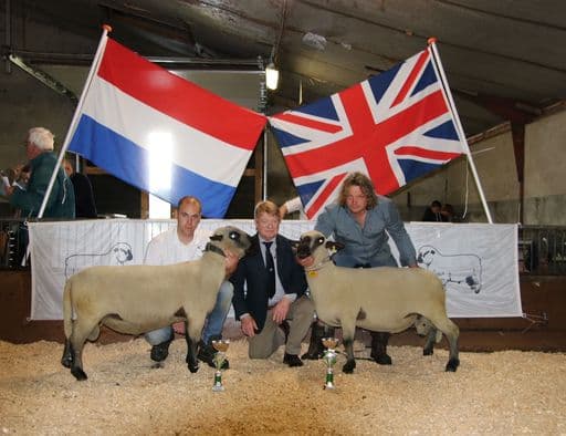 Jaarling rammen.jpg
