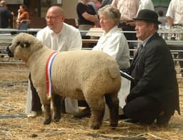 Portrait for Harrie Roekevisch